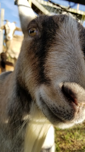Pumpkin Patch «CornFun Corn Maze Adventure And Pumpkin Patch», reviews and photos, 9391 Lindsey Ln, Casco, MI 48064, USA