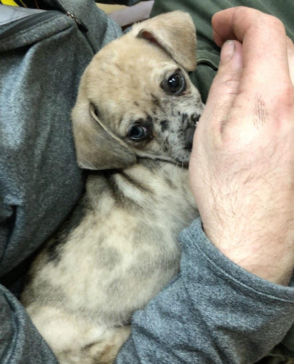 Pet Store «Petland», reviews and photos, 4082 William Penn Hwy #49B, Monroeville, PA 15146, USA