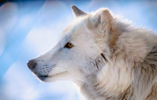 Zoo «Lake Superior Zoo», reviews and photos, 7210 Fremont St, Duluth, MN 55807, USA