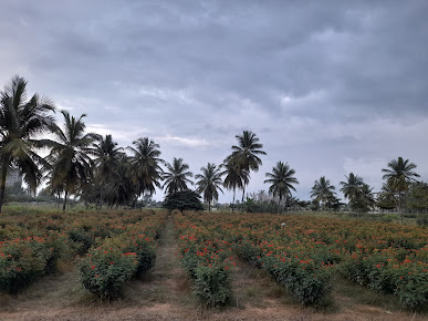 Google Maps image 31