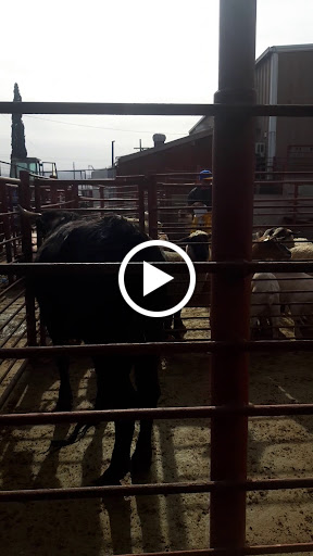 Meat Wholesaler «Lizze Custom Processing», reviews and photos, 7310 Pine Ave, Chino, CA 91708, USA