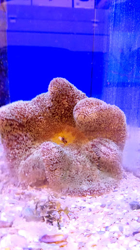 Tropical Fish Store «Stingray Bay», reviews and photos, 17800 E 9 Mile Rd, Eastpointe, MI 48021, USA