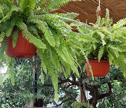Mosso Café photo