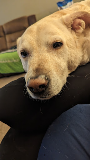 Dermatology for Animals - Liberty Lake