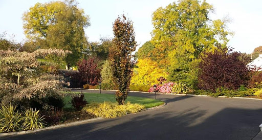 Mature Trees O'Dowd Landscaping
