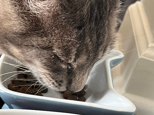 Pet Store «The Pet Set - Midtown», reviews and photos, 976 Piedmont Ave NE, Atlanta, GA 30309, USA