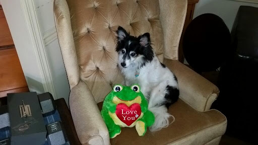 Pet Supply Store «PetSmart», reviews and photos, 351 Loucks Rd, York, PA 17404, USA