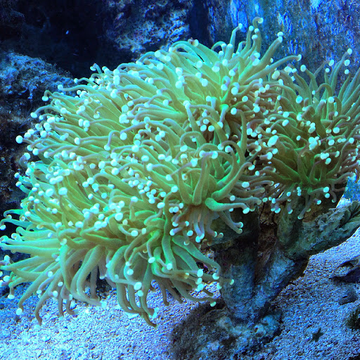 Tropical Fish Store «Fishy Business», reviews and photos, 911 E Church St, Lexington, TN 38351, USA