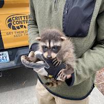 Critter Control - Photo 3 - Car repair in , Olympia