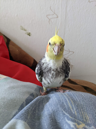 Grohmann, Dr. med. vet. Ina unter Delitzsch, 