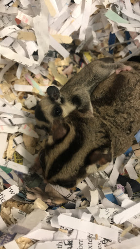 Pet Groomer «Animal Kingdom Grooming», reviews and photos, 339 S Santa Fe Ave, Pueblo, CO 81003, USA