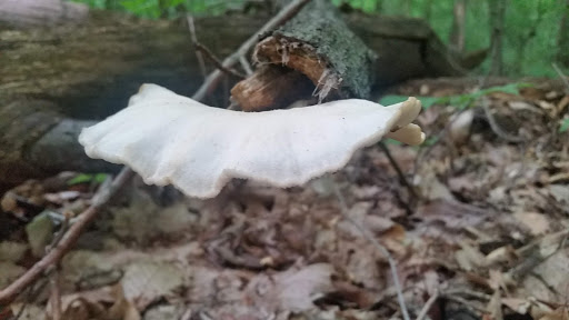 Nature Preserve «Fern Cliff Nature Preserve», reviews and photos, W County Rd 375 S, Greencastle, IN 46135, USA