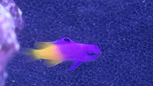 Tropical Fish Store «Reef Oasis», reviews and photos, 7669 Mentor Ave, Mentor, OH 44060, USA