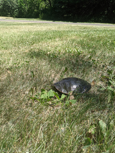 Park «Shawnee Park», reviews and photos, 6515 Scheel Dr, Woodbury, MN 55125, USA