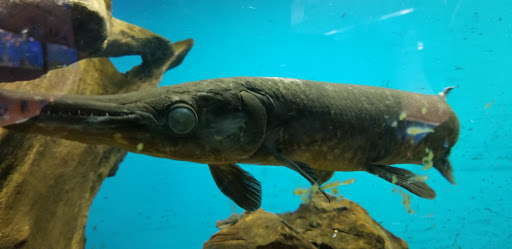 Pet Supply Store «Tropical World Pets», reviews and photos, 8444 Watson Rd, Webster Groves, MO 63119, USA