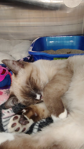 Pet Supply Store «PetSmart», reviews and photos, 45050 Northpointe Blvd, Utica, MI 48315, USA