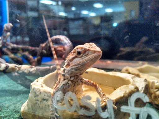 Pet Store «Petland», reviews and photos, 5470 Dixie Hwy, Fairfield, OH 45014, USA