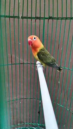 Dewa lovebird njaten