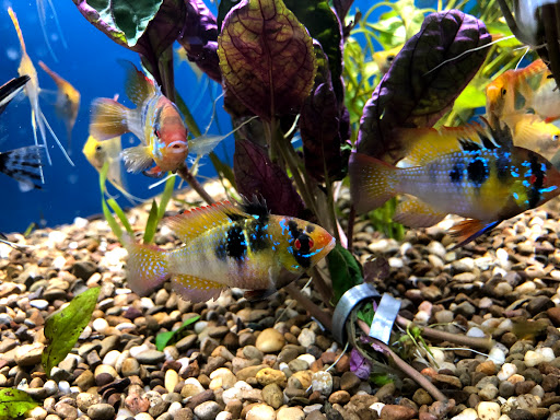 Pet Store «Fish Bowl Aquarium & Pet Mart», reviews and photos, 725 Providence St, West Warwick, RI 02893, USA