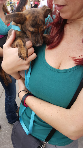 Pet Supply Store «PetSmart», reviews and photos, 1115 Vidina Pl, Oviedo, FL 32765, USA