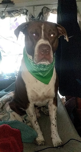 Pet Supply Store «PetSmart», reviews and photos, 865 Colusa Ave, Yuba City, CA 95991, USA