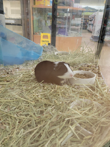 Pet Supply Store «Petco Animal Supplies», reviews and photos, 168 Ames Dr, Barre, VT 05641, USA
