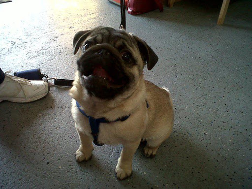 Pet Supply Store «Cheshire Cat & Dog Too», reviews and photos, 1320 Waterbury Rd, Cheshire, CT 06410, USA