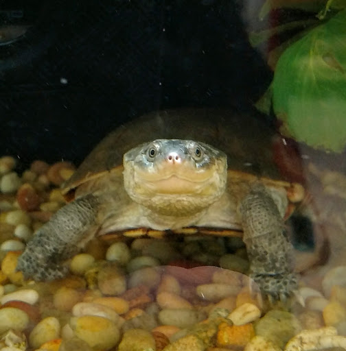 Pet Supply Store «Petco Animal Supplies», reviews and photos, 2520 E 3rd St, Bloomington, IN 47401, USA