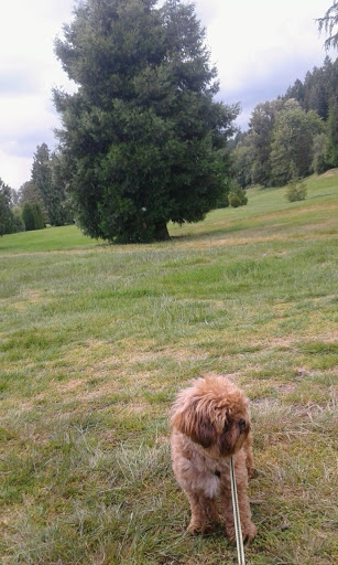 Golf Course «Wayne Public Golf Course», reviews and photos, 16721 96th Ave NE, Bothell, WA 98011, USA