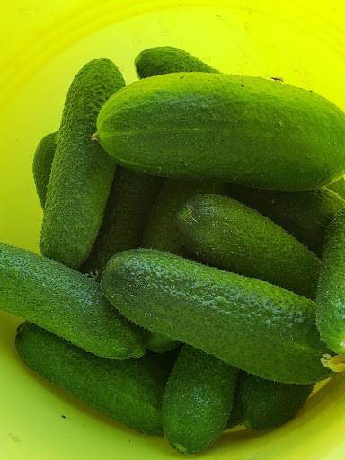 Tourist Attraction «Tonnemaker Valley Farm & Woodinville Farm Stand», reviews and photos, 16215 140th Pl NE, Woodinville, WA 98072, USA