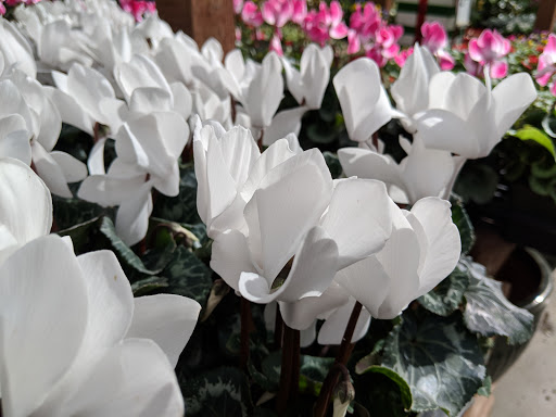 Hardware Store «Orchard Supply Hardware», reviews and photos, 18060 Chatsworth St, Granada Hills, CA 91344, USA