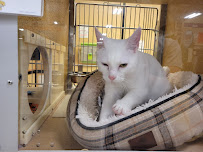 PetSmart - Photo 4 - Car repair in Charlotte, NC, Charlotte