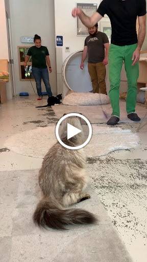KitTea Cat Lounge image