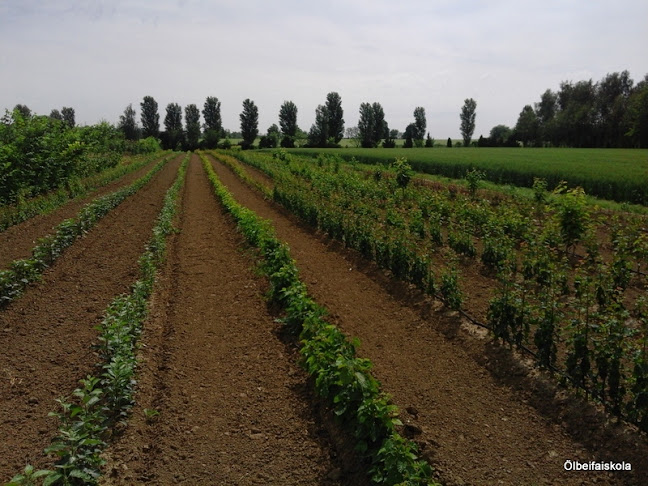 Ölbei faiskola - Kertészkedő