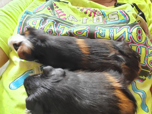 Pet Supply Store «Petco Animal Supplies», reviews and photos, 1500 N Town E Blvd, Mesquite, TX 75150, USA