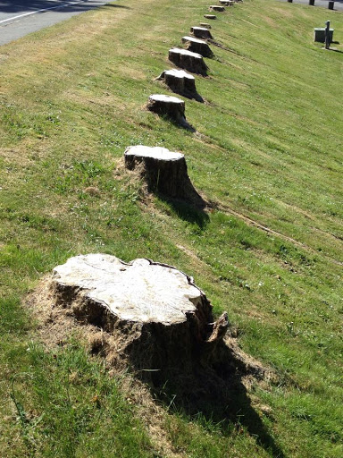 Park «Mill Creek Canyon Earthworks Park», reviews and photos, 100 Reiten Rd, Kent, WA 98030, USA