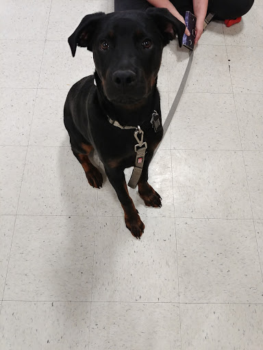 Pet Supply Store «PetSmart», reviews and photos, 1125 Hover St, Longmont, CO 80501, USA