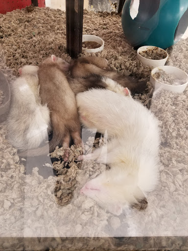 Pet Supply Store «Petco Animal Supplies», reviews and photos, 6425 Keizer Station Blvd, Keizer, OR 97303, USA