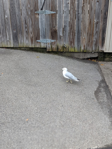 Amusement Park «Seabreeze Amusement Park», reviews and photos, 4600 Culver Rd, Rochester, NY 14622, USA