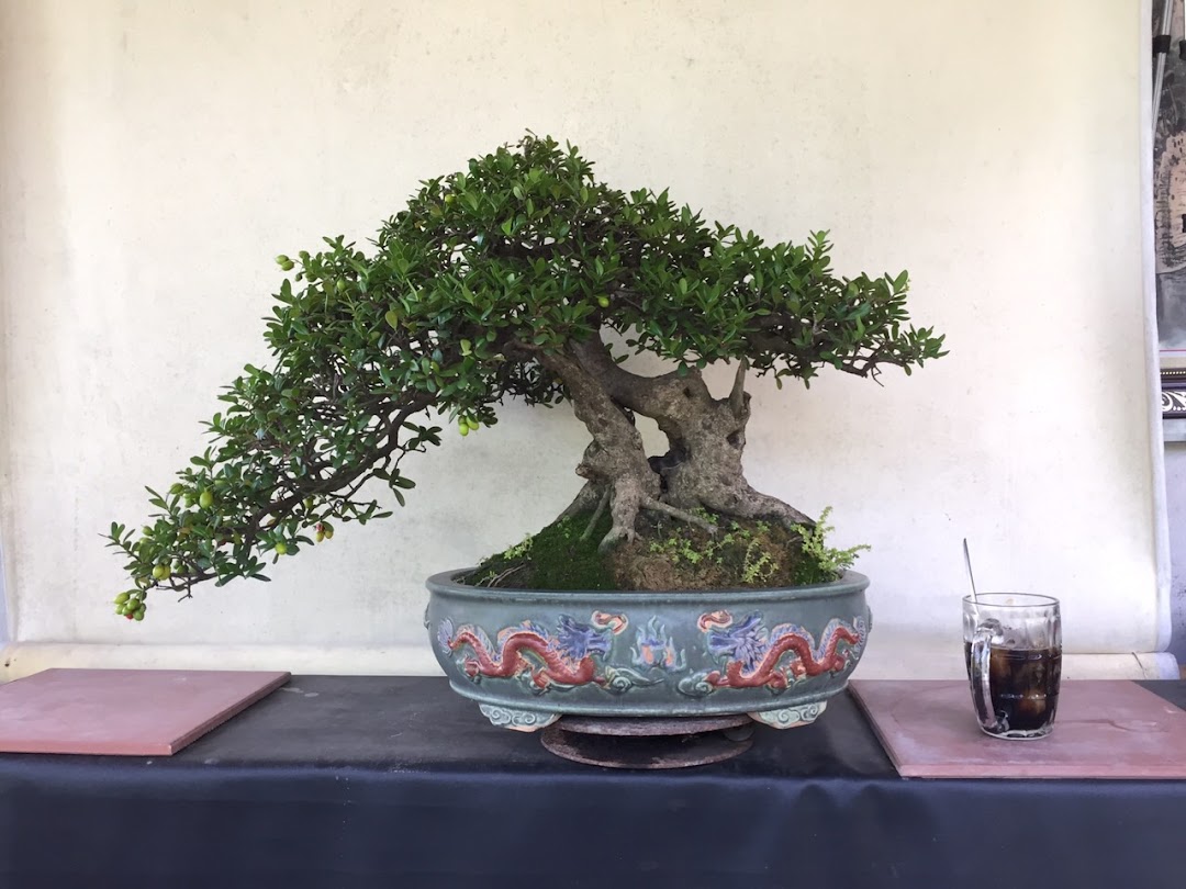 Vườn Kiểng Bonsai Chú Thoòng