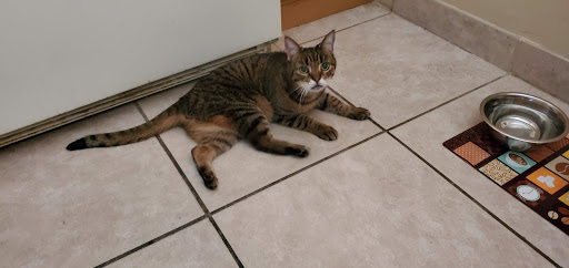 Golf Course «Wynmoor Golf Course», reviews and photos, 1310 Avenue of the Stars, Coconut Creek, FL 33066, USA