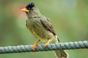 Birding Seychelles image