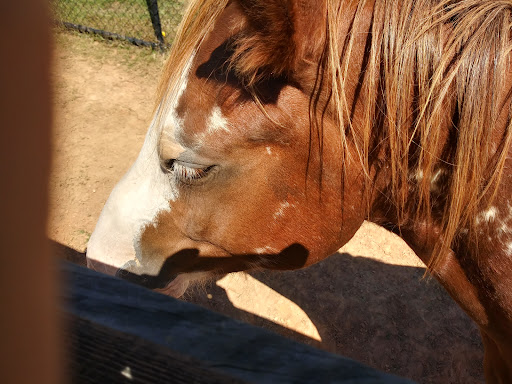 Zoo «Chestatee Wildlife Preserve & Zoo», reviews and photos, 469 Old Dahlonega Hwy, Dahlonega, GA 30533, USA