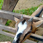 Photo n°3 de l'avis de Carlo.a fait le 14/08/2017 à 15:34 sur le  Ristoro Val Alpisella à Livigno