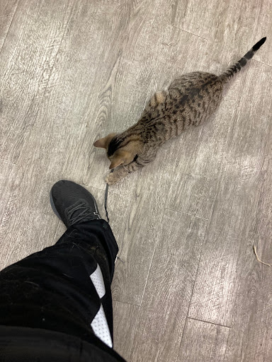 Pet Supply Store «Animal House Pet Supplies», reviews and photos, 733 Phillips Blvd, Sauk City, WI 53583, USA