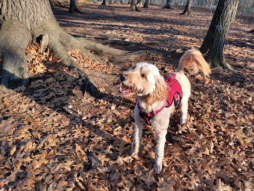Dog Park «Beverly Dog Park», reviews and photos, L P Henderson Rd, Beverly, MA 01915, USA