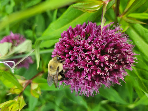 Zoo «Niabi Zoo», reviews and photos, 13010 Niabi Zoo Rd, Coal Valley, IL 61240, USA