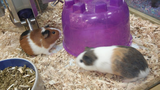 Pet Supply Store «Pet Supermarket», reviews and photos, 3821 S Cobb Dr, Smyrna, GA 30080, USA