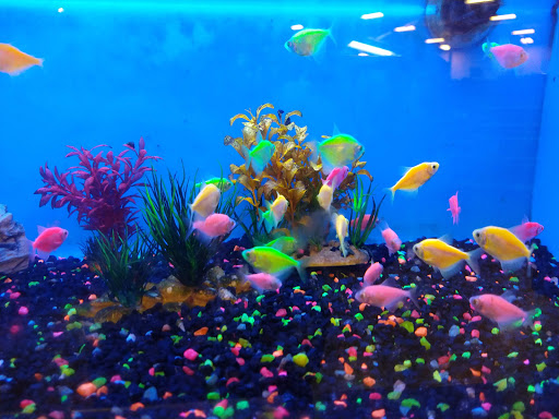 Pet Supply Store «PetSmart», reviews and photos, 315 Gellert Blvd, Daly City, CA 94015, USA