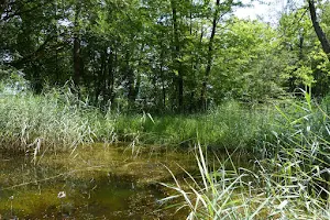 Thurauen Naturschutzgebiet image
